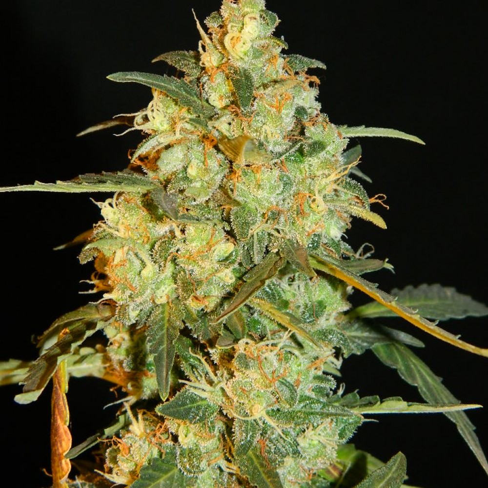 доставка семян марихуаны
